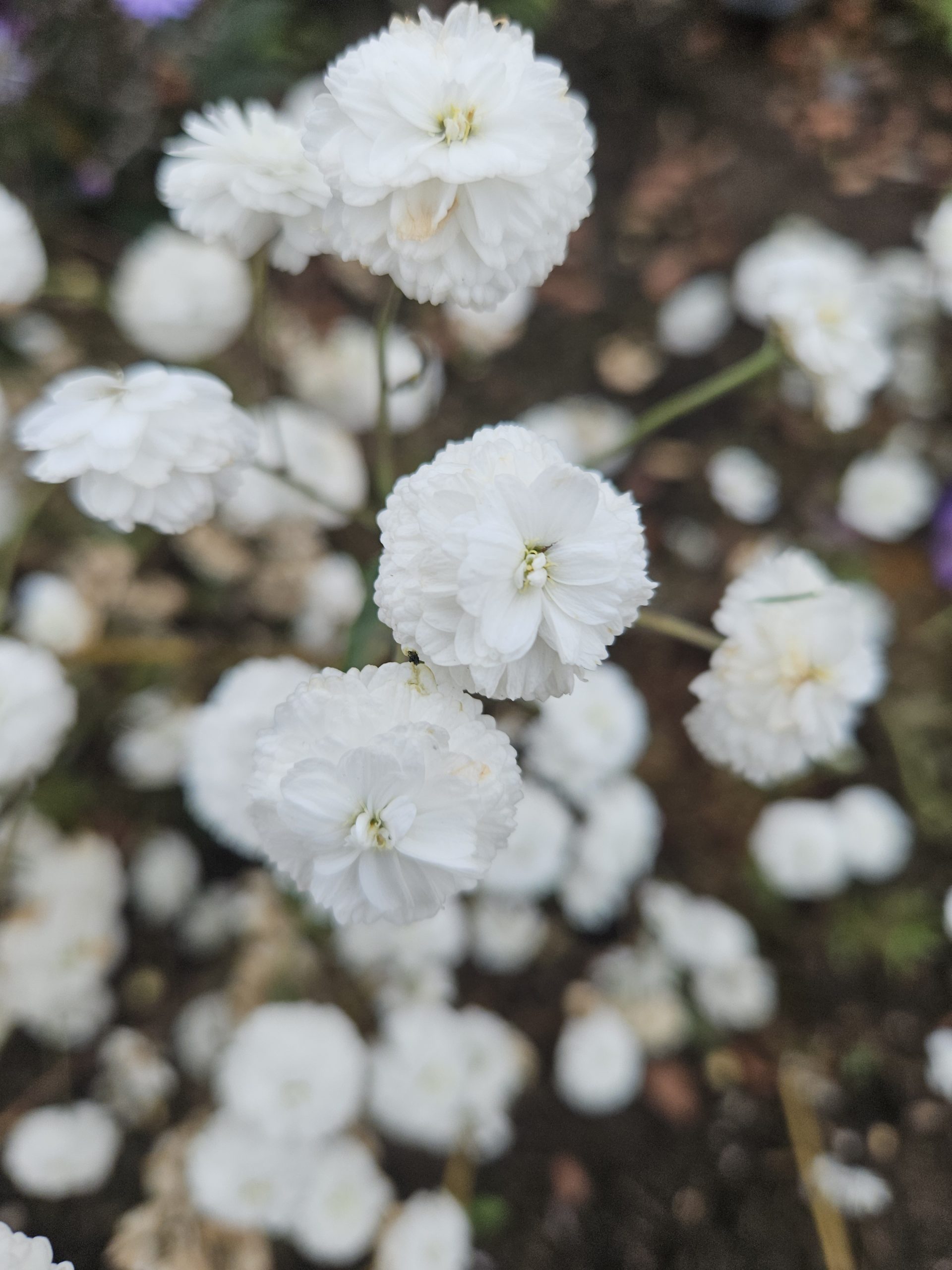 Achillea ptarmica - 'The Pearl' (Sneezewort) - Image 2