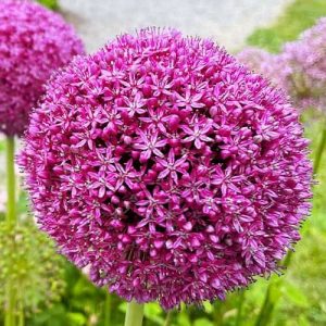 On a high stalk, a purple red ball of individual tiny six petal flowers.