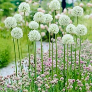 On high stalks, a cluster of dandelion like, white ball of individual tiny six petal flowers.