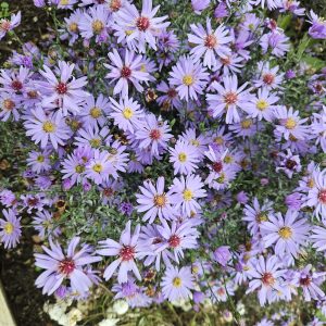 Aster ‘Little Carlow’