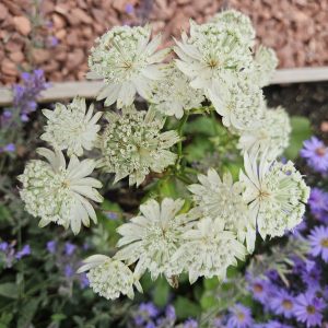 Astrantia ‘Major White Giant’