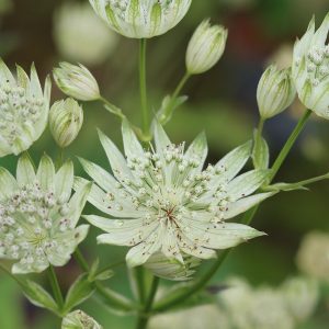 Pure white button type flowers on slender stems, with white bracts at the base of a cluster of tiny central flowers.