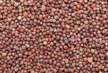 Brassica seed