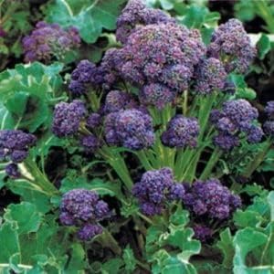 Broccoli - Purple Sprouting - Summer Purple F1 (Av.75 Seeds)