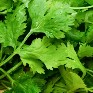 Herb - Coriander 'Green Aroma' - (Av. 200 Seeds)