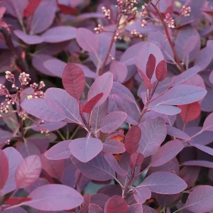 Cotinus coggygria ‘Royal purple’ (Smoke bush) – 2L Pot.