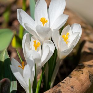 Upward facing pure white flowers with deep yellow stamens, and delicate needle-like green leaves below.