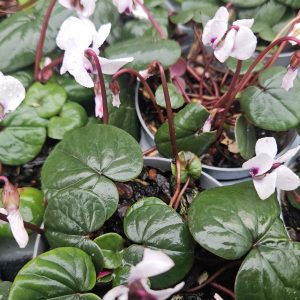 Cyclamen coum – White 8cm potted. (HP)