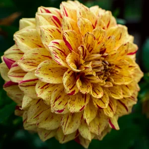 Dahlia – Cambridge (Loose Tuber)