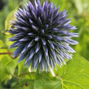 Echinops spp.