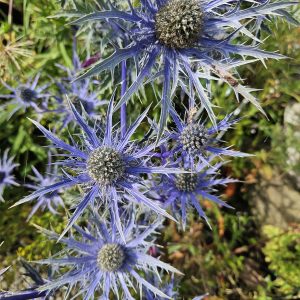 Eryngium planum ‘Blue Hobbit’