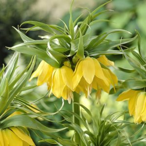 Cluster of inverted lemon-yellow flowers, that sit underneath a top knot of pineapple like leaves.