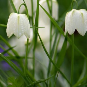 Delicate white bell shaped flowers, like classic shaped tulips, that hang downwards from the gently arched stems.