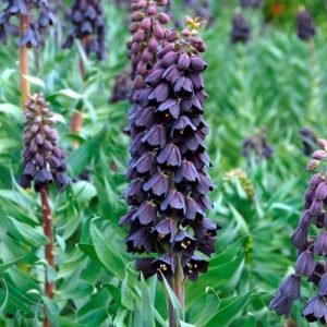 Bell shaped, deep purple flowers, clustered around and down the flower spike.