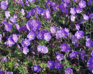 Multiple mid purple flowers densely packed over the dark green foliage.