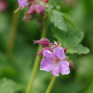 Geranium macrorrhizum ‘Ingwersen’s variety’