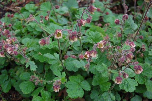 Mid green foliage, with flowers held above on slender hairy stems, purple bracts,with white to cream coloured petals and yellow centers.