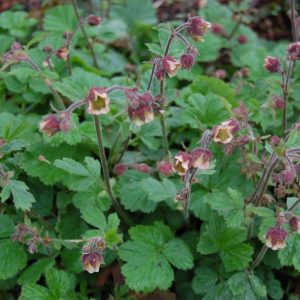 Mid green foliage, with flowers held above on slender hairy stems, purple bracts,with white to cream coloured petals and yellow centers.