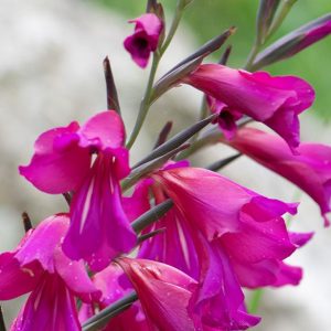 Striking purple coloured flowers at the top of the flower spike.