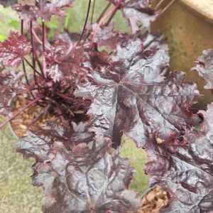 Heuchera ‘Black Beauty’