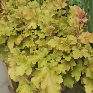 Heuchera ‘Lime Marmalade’