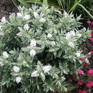 Veronica (Hebe) ‘Blue Star’