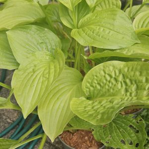 Hosta ‘Royal Standard’