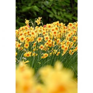 A drift of miniature daffodils, with lemony yellow petals and an orange short trumpet.