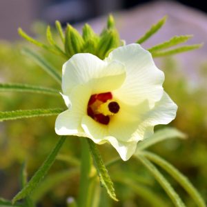 Okra – Clemsons Spineless – 30 Seeds Av.