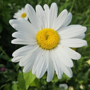 Leucanthemum vulgare – (Oxeye daisy)
