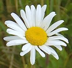 Leucanthemum vulgare - (Oxeye daisy)