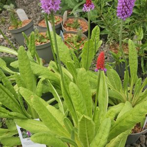 Primula vialli (Vial’s Primula)