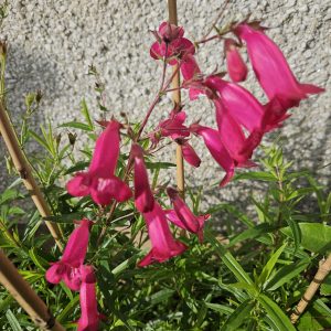 Penstemon ‘Garnet’