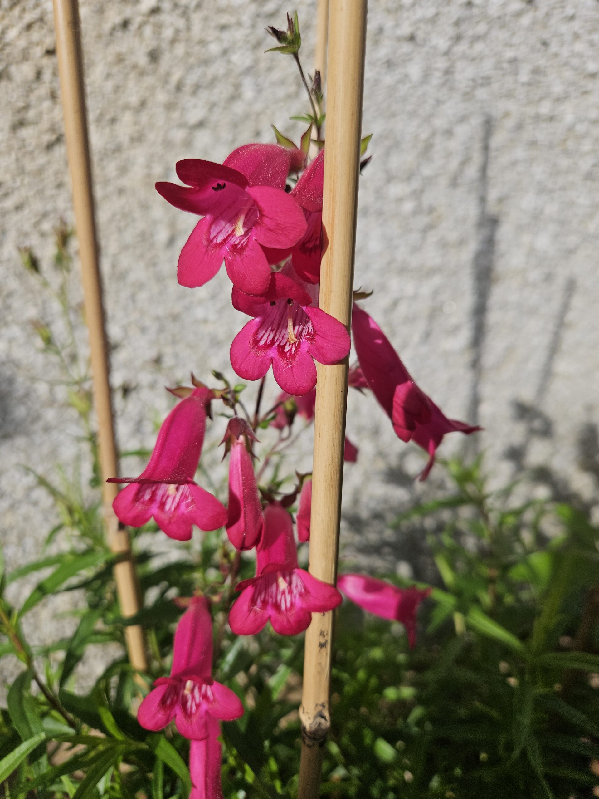 Penstemon 'Garnet' - Image 3