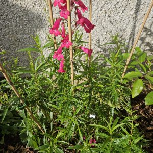 Penstemon ‘Garnet’