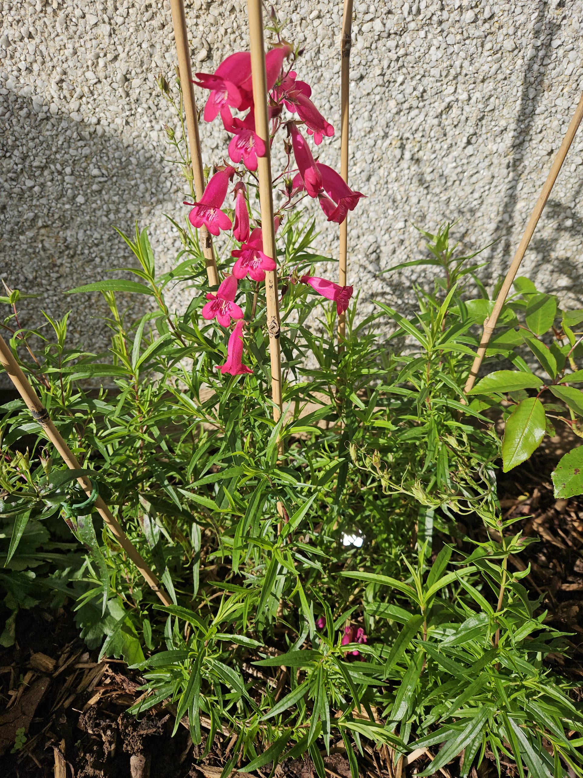 Penstemon 'Garnet' - Image 2
