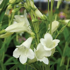 White bell shaped flowers on slender green stems.
