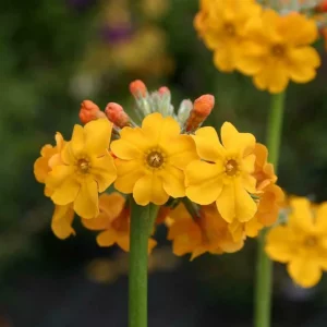 Whorls of canary yellow flowers on tall flower spikes.