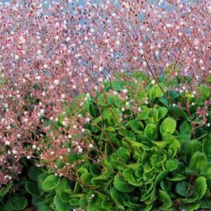 A drift of low growing saxifraga, with dense clusters of serrated edge, mid green, slightly shiny leaves, and a dense layer of 'frothy' delicate pink flowers above, on slender pink tinged stems.