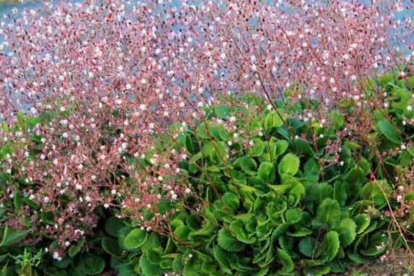A drift of low growing saxifraga, with dense clusters of serrated edge, mid green, slightly shiny leaves, and a dense layer of 'frothy' delicate pink flowers above, on slender pink tinged stems.