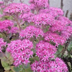 Sedum ‘Frosted Fire’