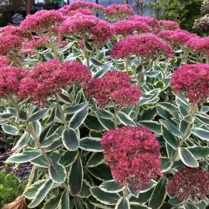 A stand of purple coloured clusters of flowers on a flat type flower head, with deep green and cream fringed variegated leaves on long stems below.