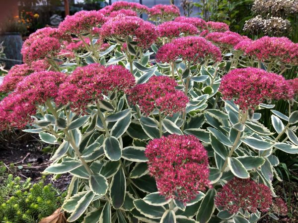 A stand of purple coloured clusters of flowers on a flat type flower head, with deep green and cream fringed variegated leaves on long stems below.