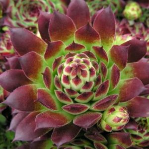 Sempervivum calcareum ‘Guillaumes’ – Succulent – Houseleek