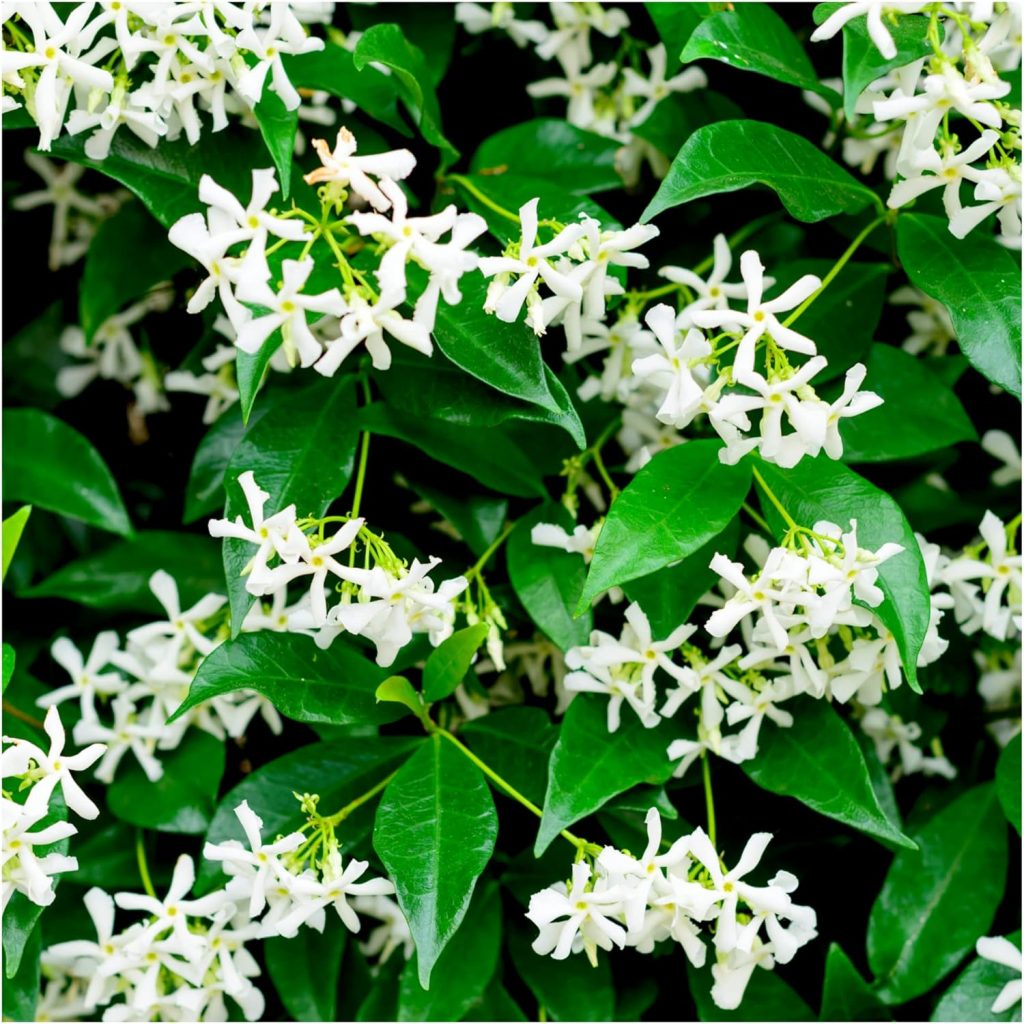 Starjasmine