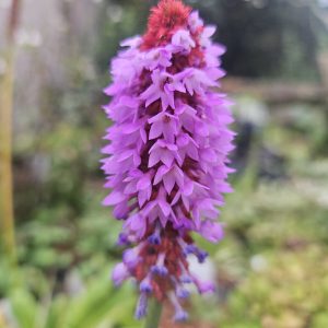 Primula vialli (Vial’s Primula)