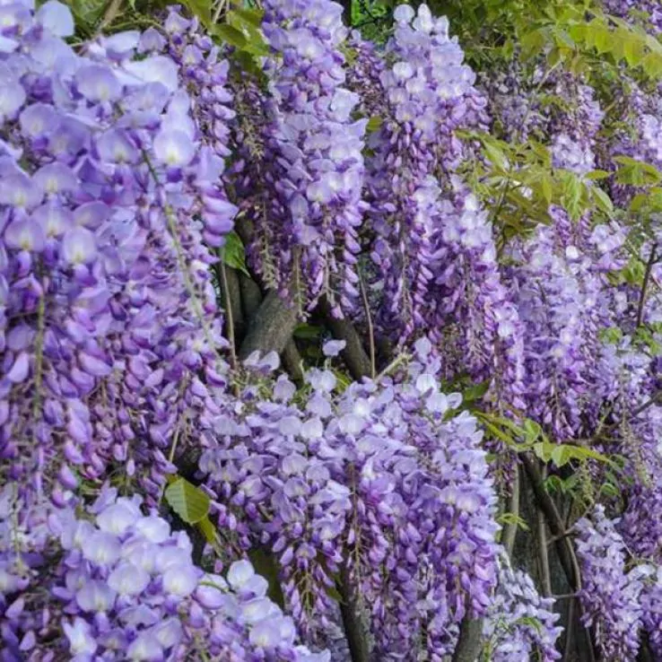 Wisteria sinensis 'Prolific'